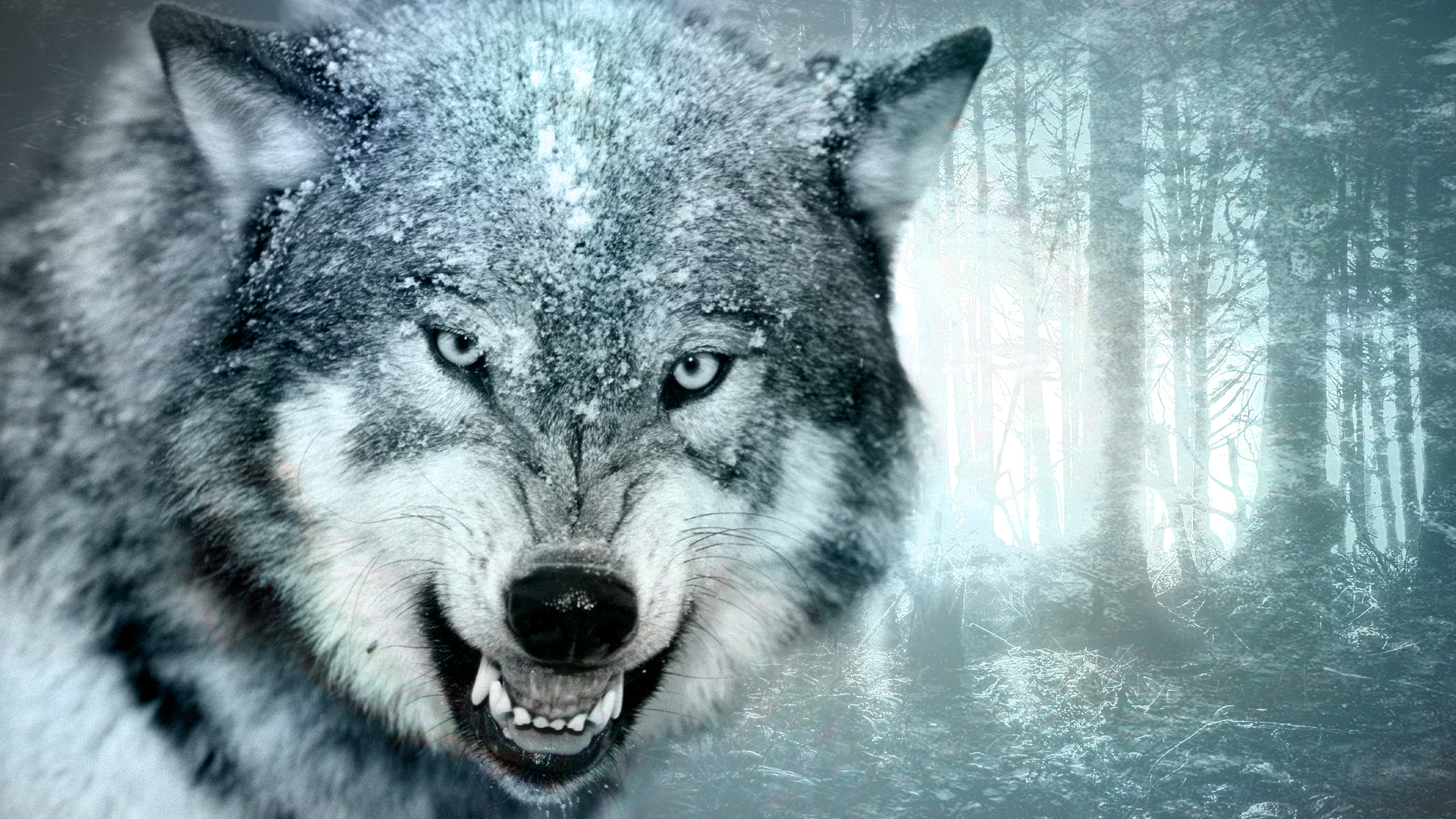 Wallpapers Animals Wolves Loups Des Neiges