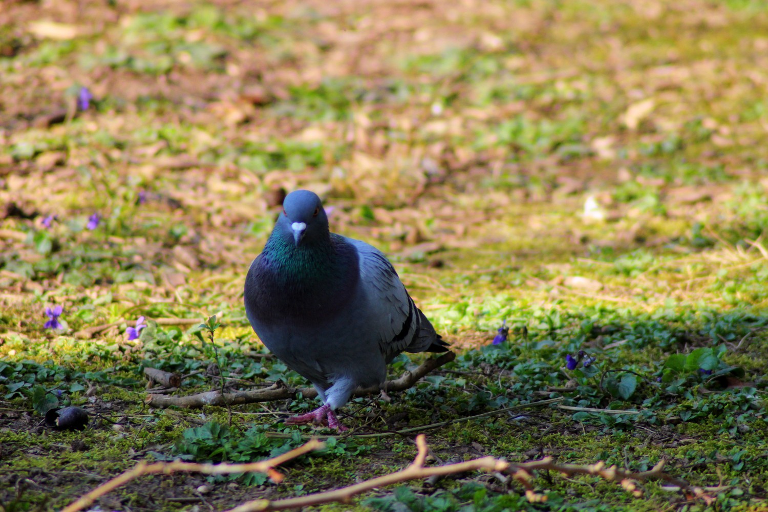 Wallpapers Animals Birds - Pigeons and Doves 