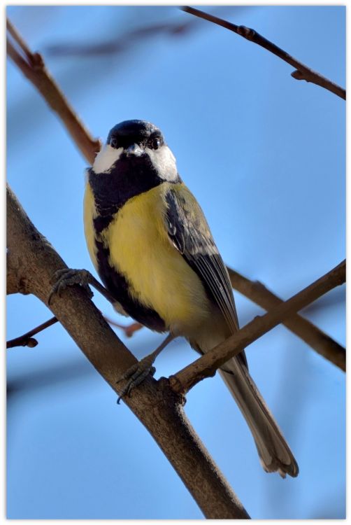 Wallpapers Animals Birds - Chickadees Mésanges