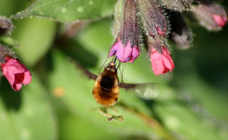 Fonds d'cran Animaux Insectes - Bombyles Wallpaper N371069