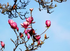  Nature Magnolia