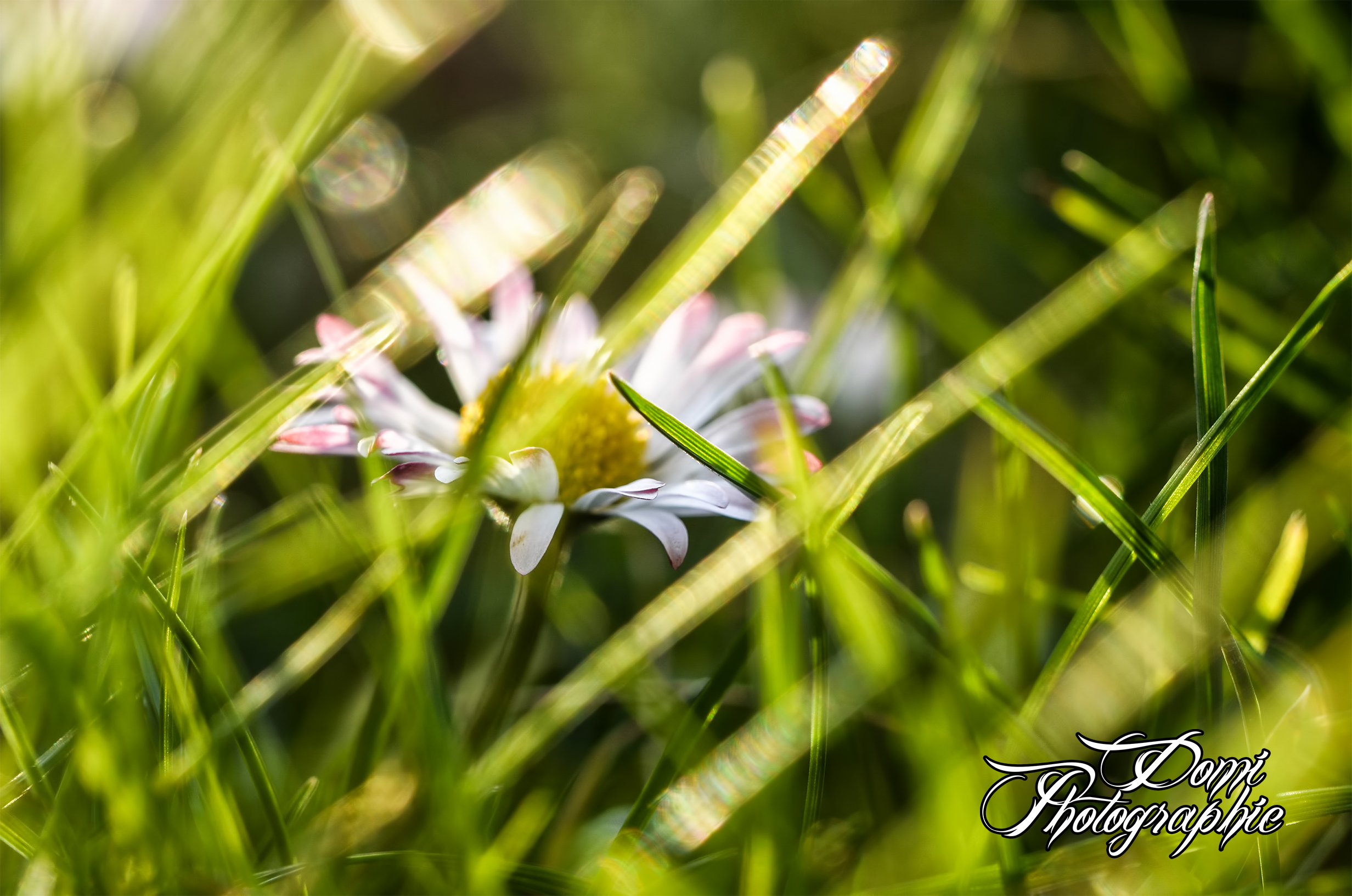 Wallpapers Nature Flowers Paquerette dans l'herbe