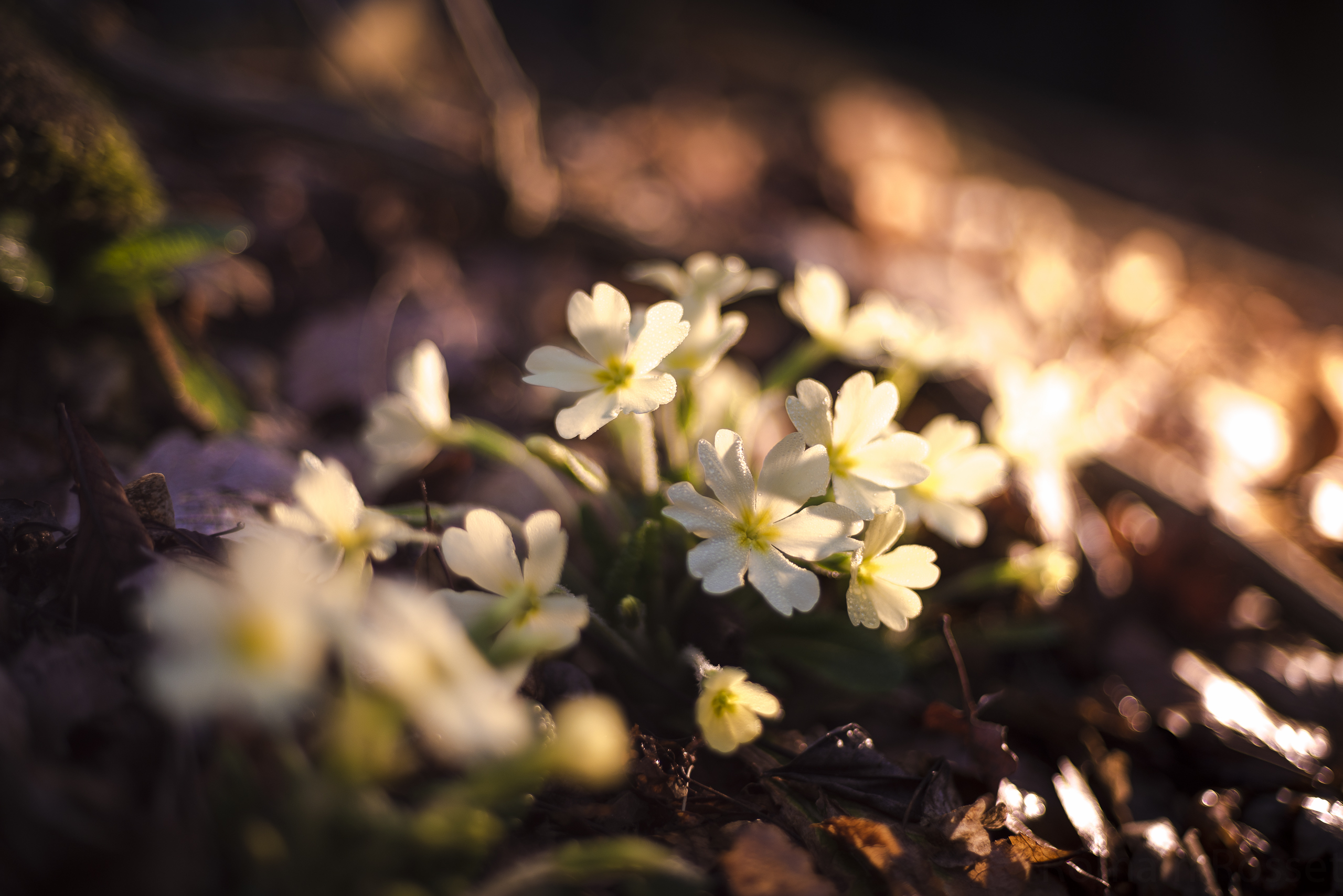 Wallpapers Nature Flowers L'arrivée du printemps