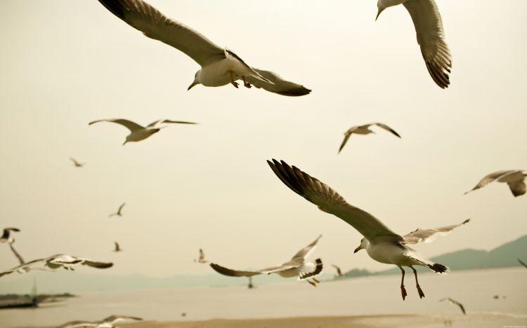 Fonds d'cran Animaux Oiseaux - Mouettes et Golands Wallpaper N371083