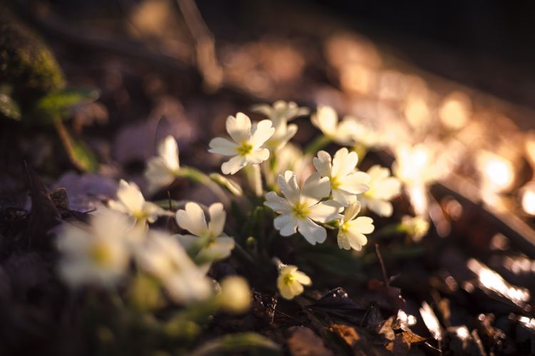 Fonds d'cran Nature Fleurs L'arrivée du printemps