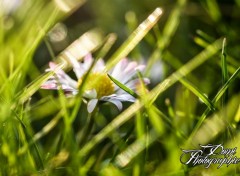  Nature Paquerette dans l'herbe