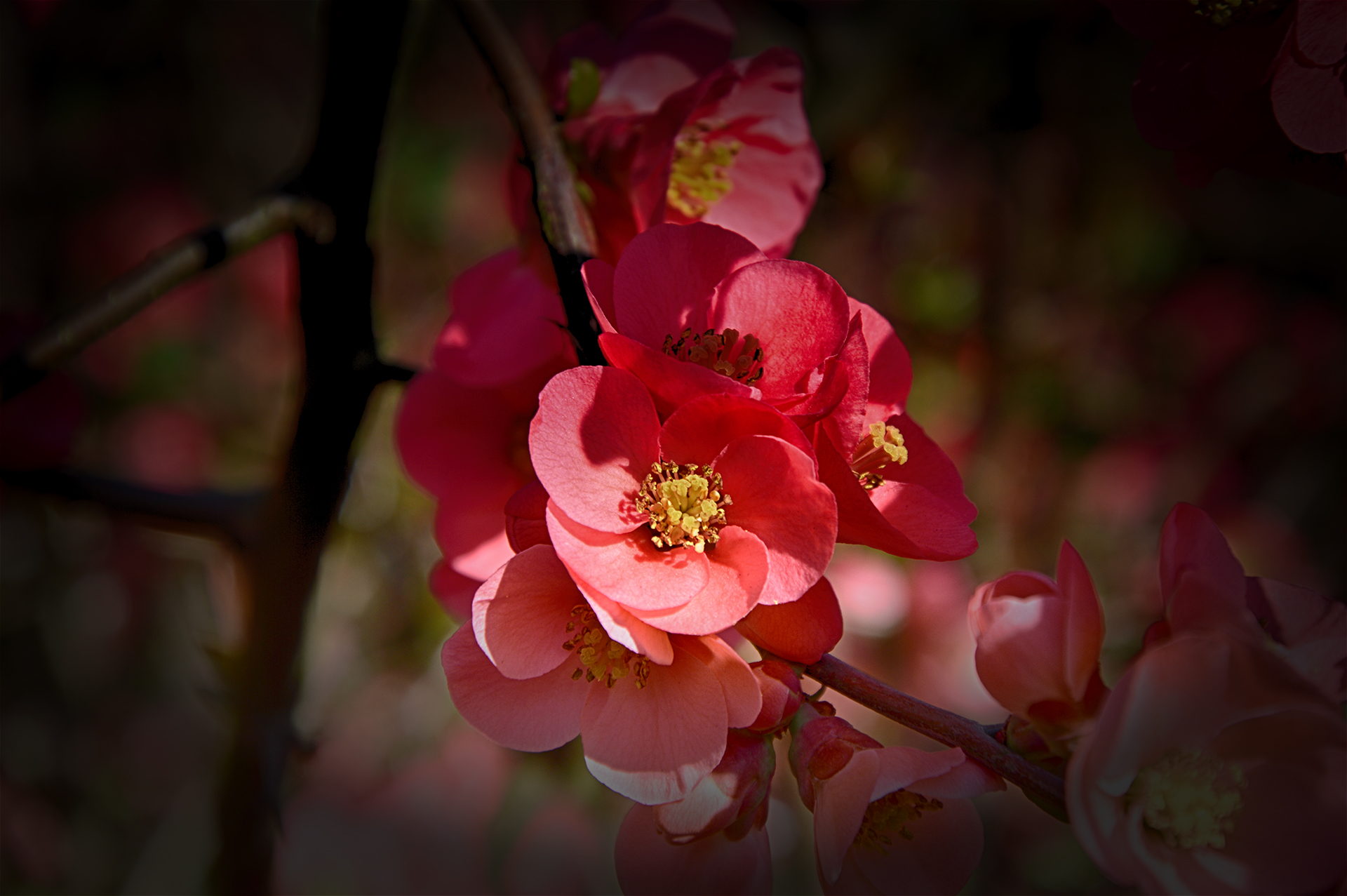 Fonds d'cran Nature Fleurs 