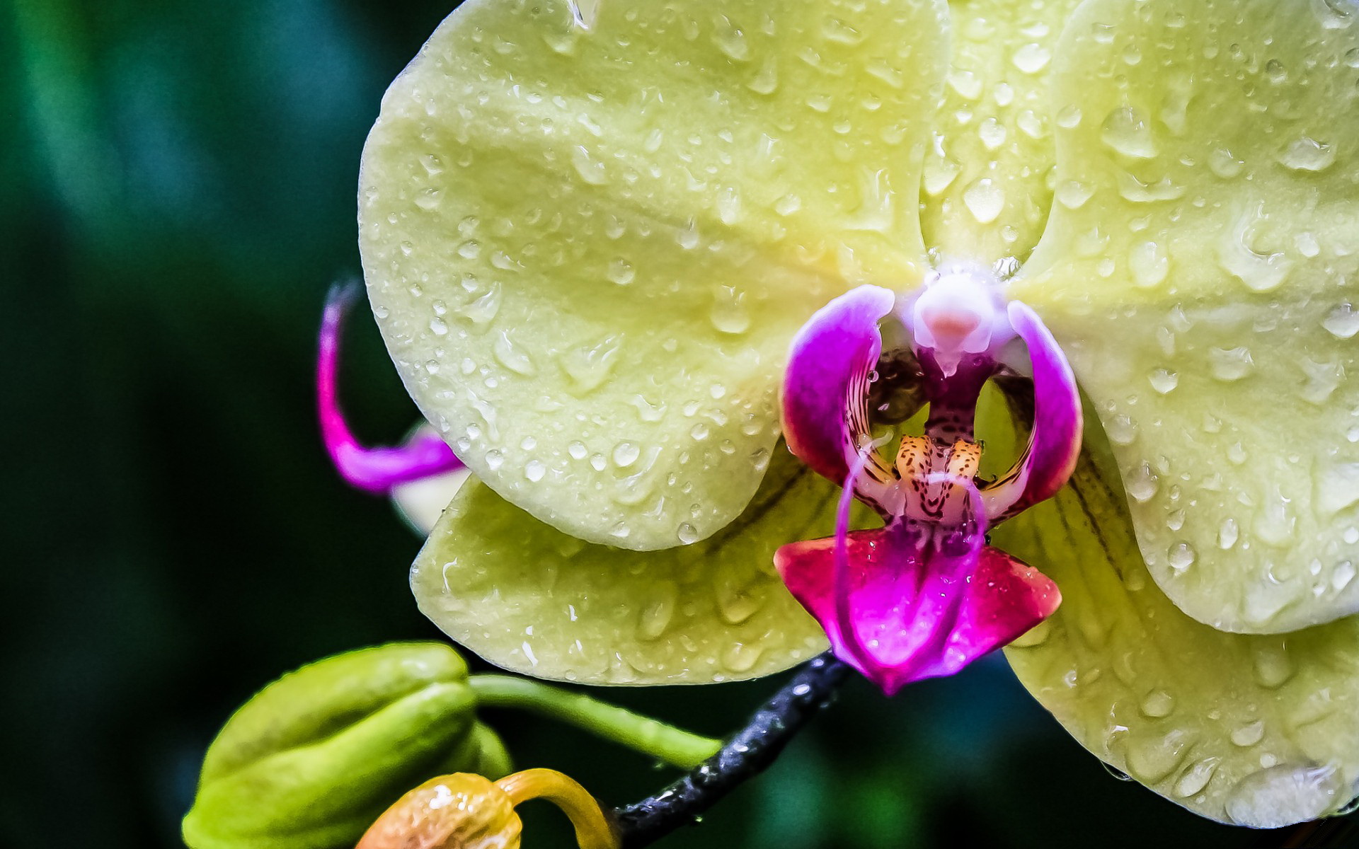 Fonds d'cran Nature Fleurs 