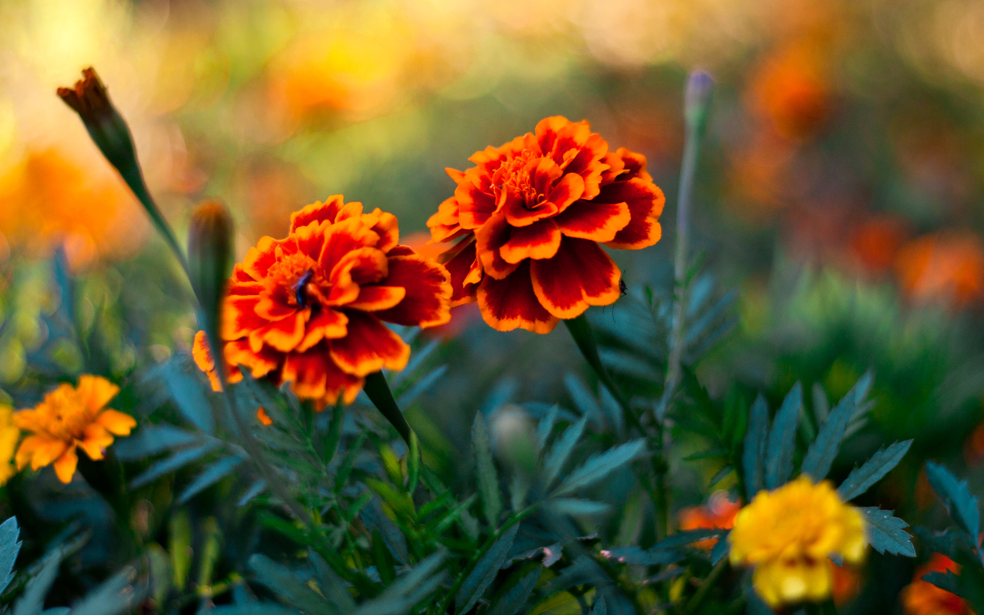 Fonds d'cran Nature Fleurs 