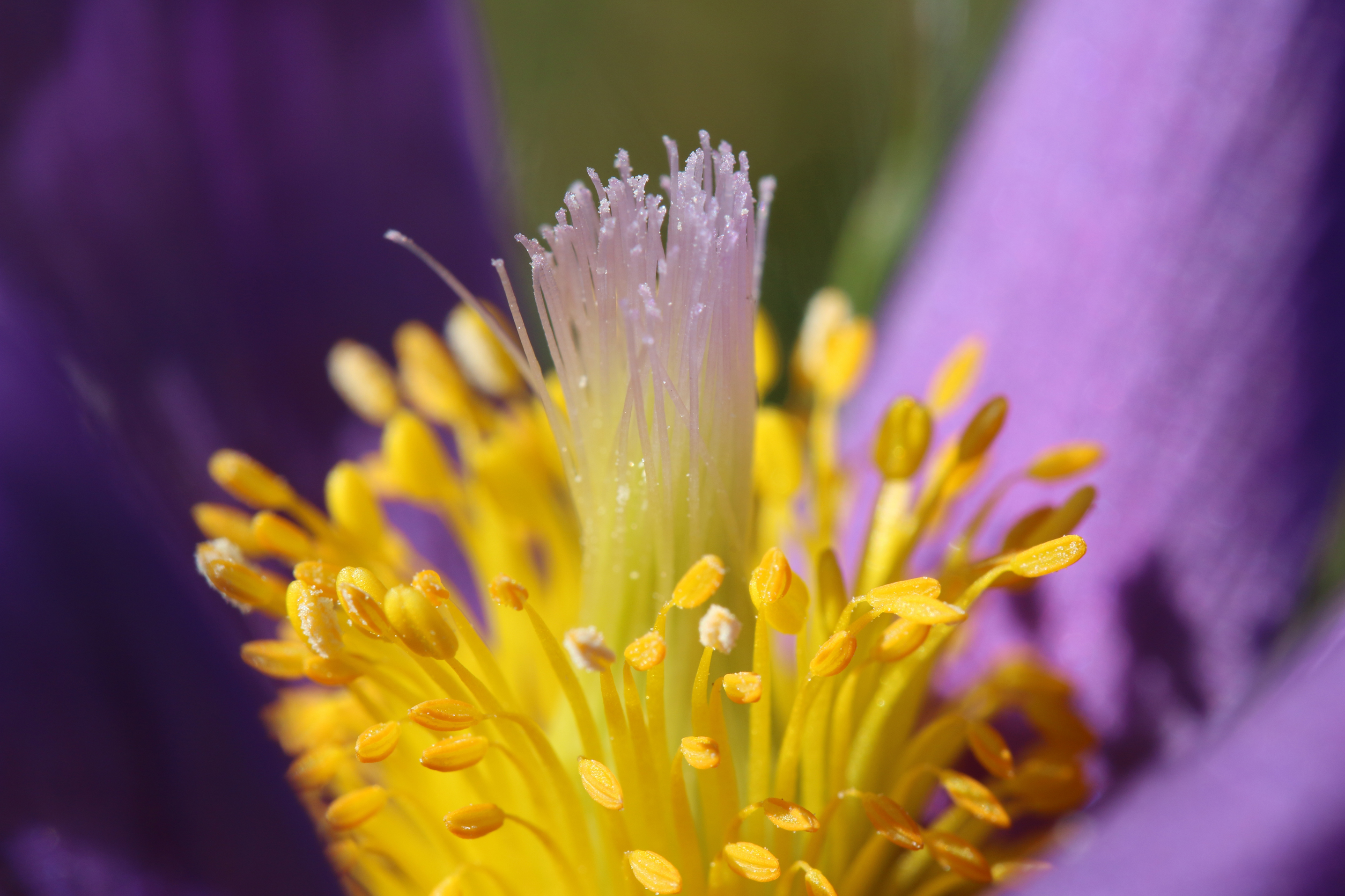 Fonds d'cran Nature Fleurs Anémone pulsatille