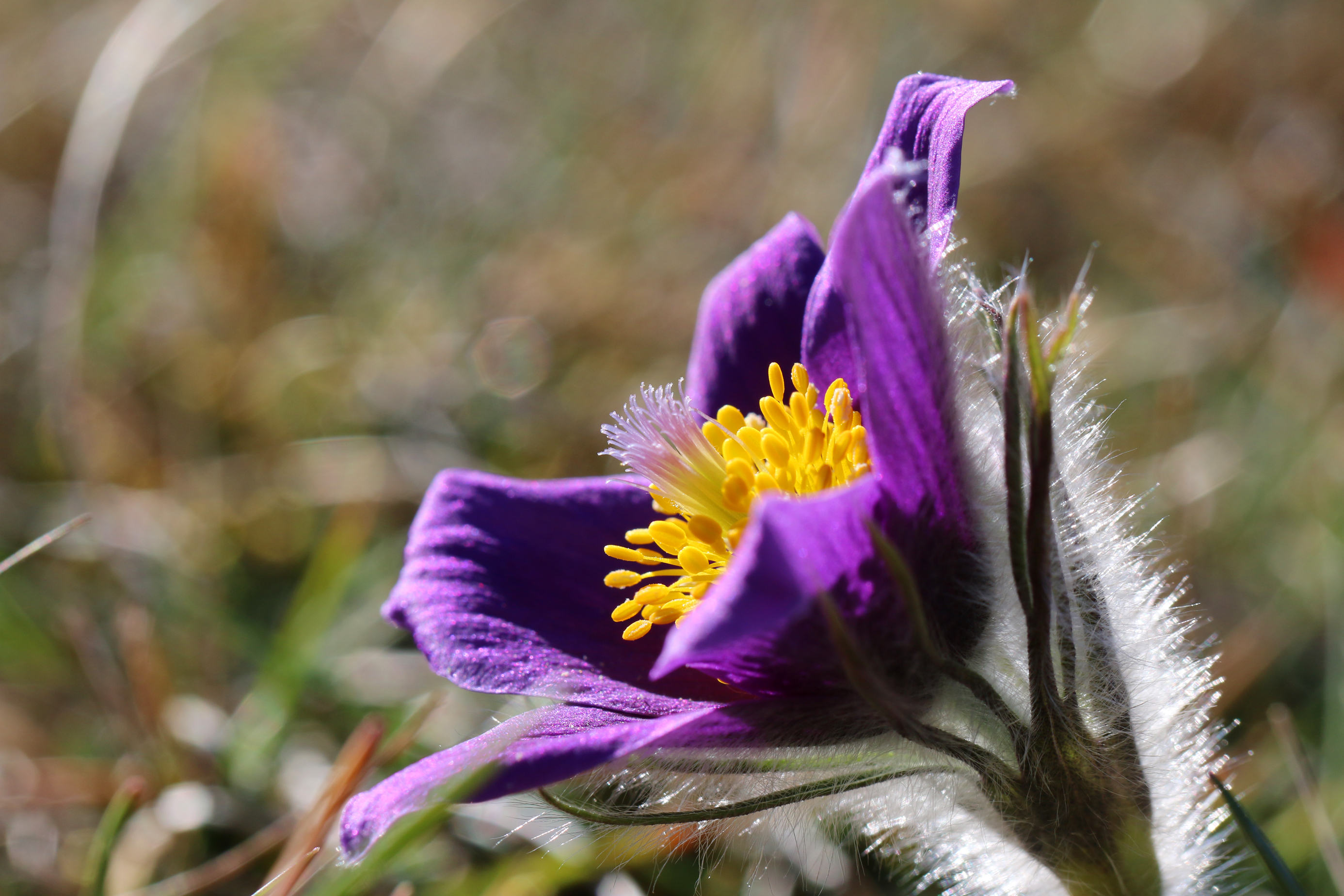 Fonds d'cran Nature Fleurs Anmone pulsatille 