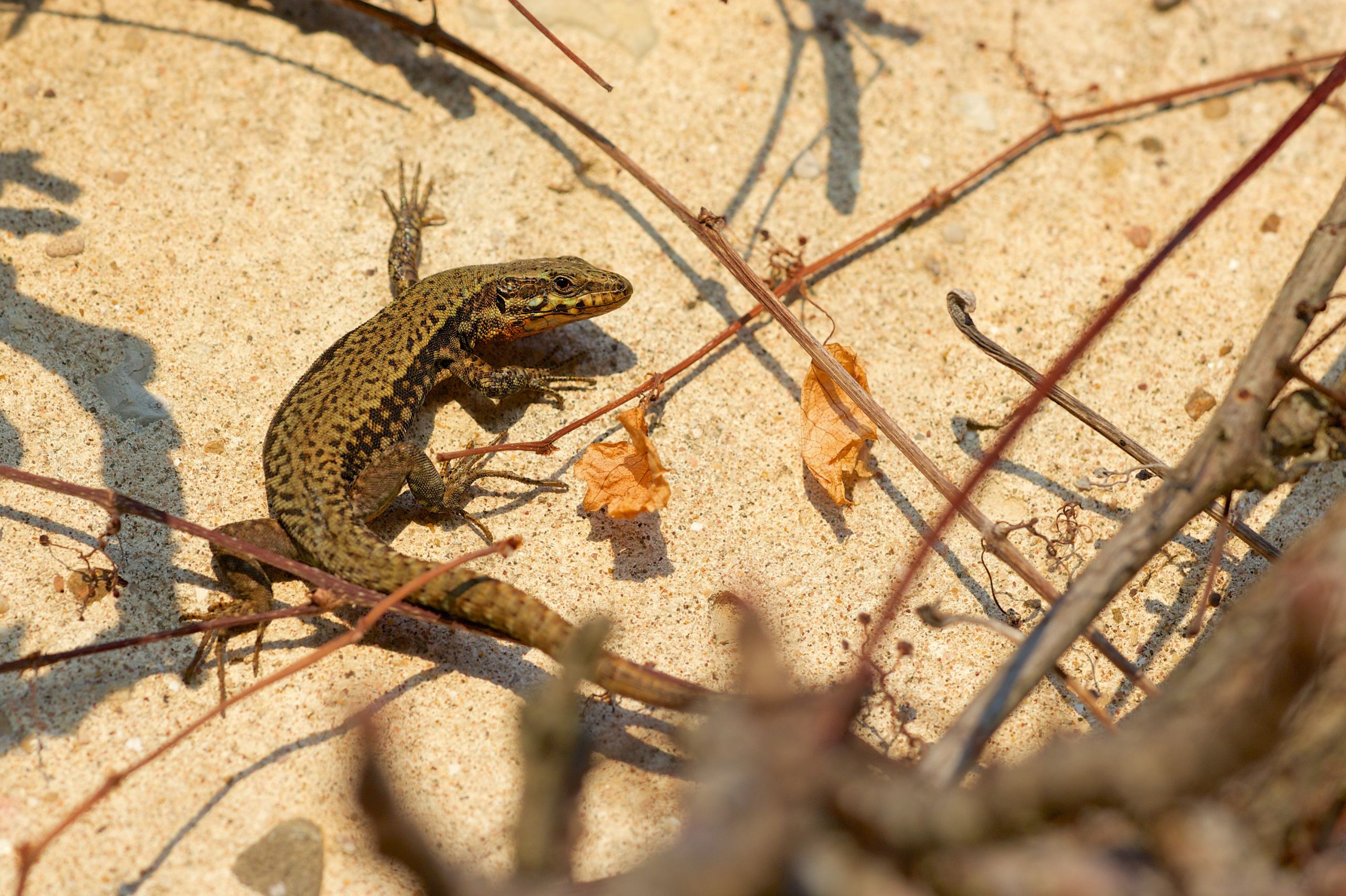 Fonds d'cran Animaux Lzards - Iguanes 