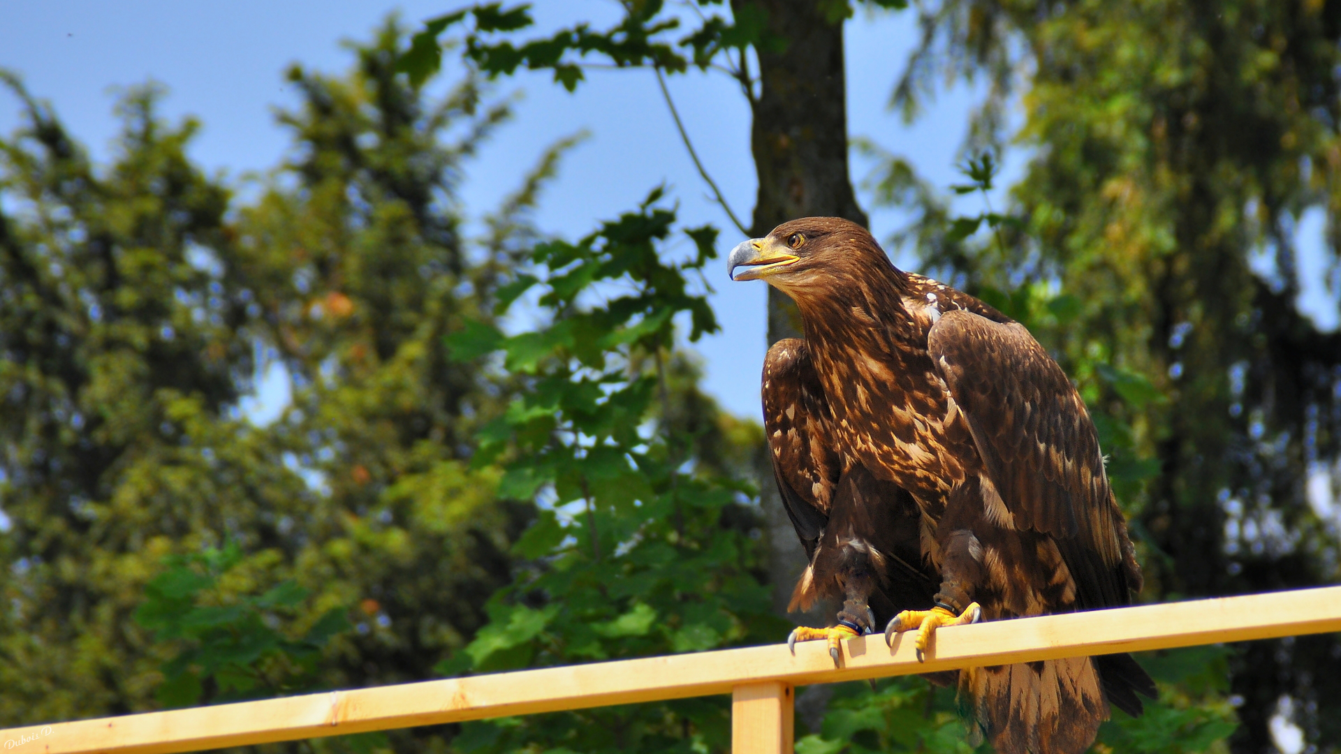 Wallpapers Animals Birds - Raptors Rapace