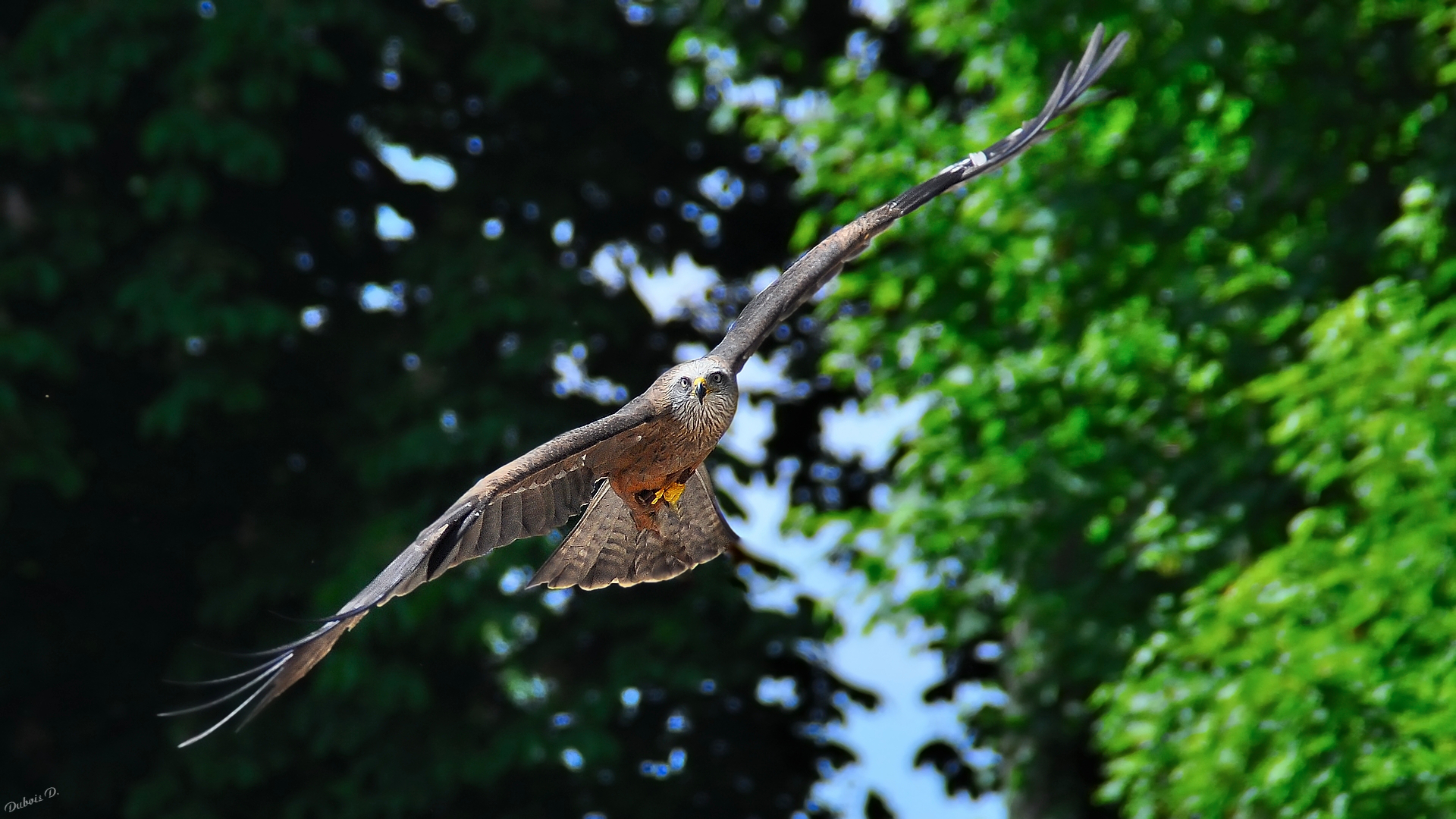 Fonds d'cran Animaux Oiseaux - Rapaces divers Rapace