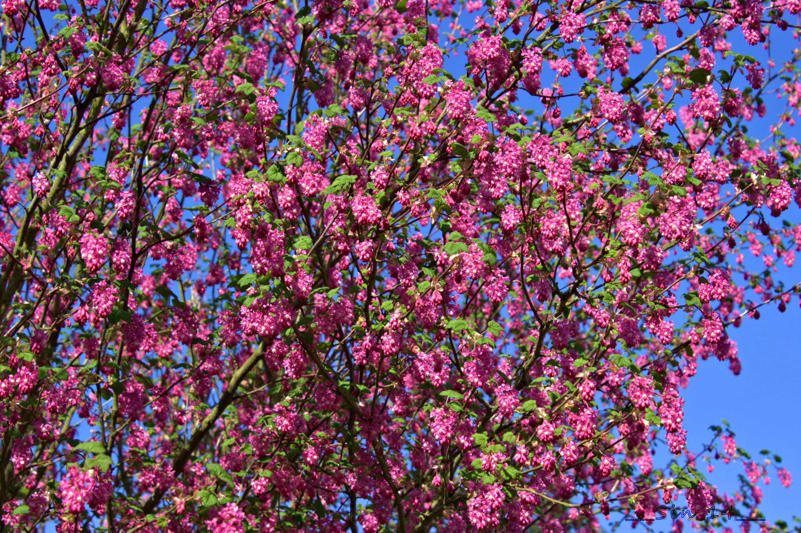 Wallpapers Nature Flowers arbres et fleurs de jardin