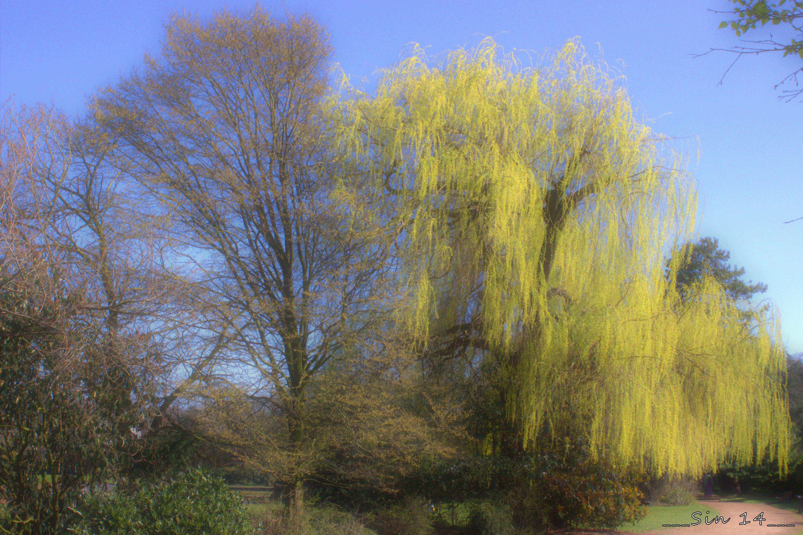 Wallpapers Nature Trees - Forests arbres et fleurs de jardin