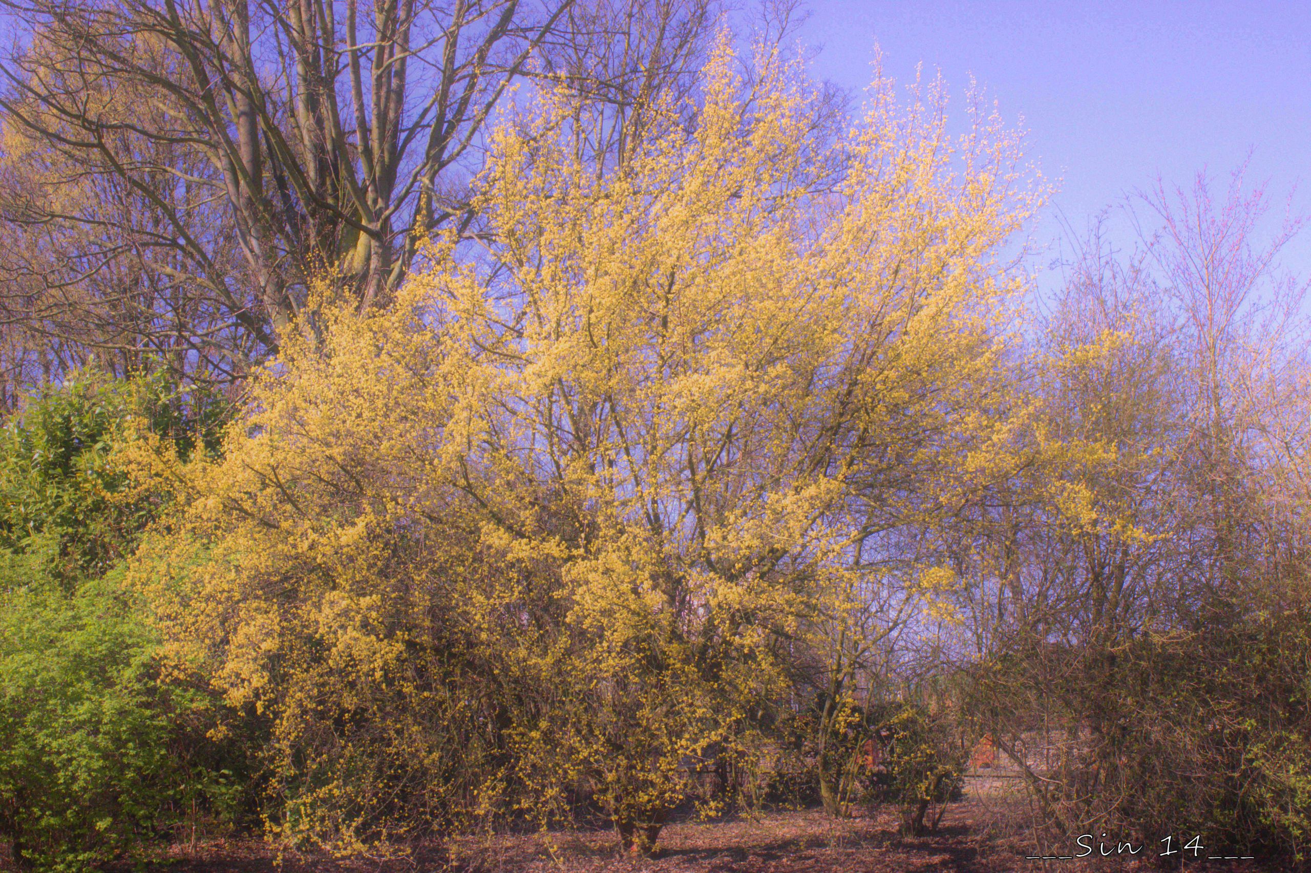 Fonds d'cran Nature Arbres - Forts arbres et fleurs de jardin