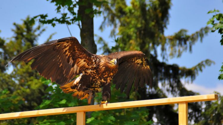 Fonds d'cran Animaux Oiseaux - Rapaces divers Rapace