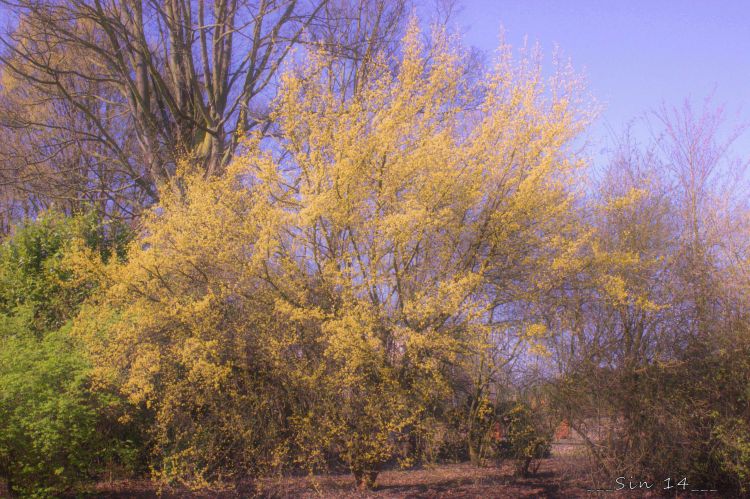 Fonds d'cran Nature Arbres - Forts arbres et fleurs de jardin