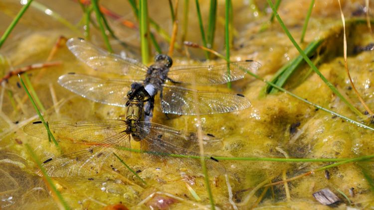 Wallpapers Animals Insects - Dragonflies voil le printemps qui arrive 