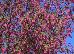  Nature arbres et fleurs de jardin