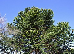  Nature arbres et fleurs de jardin