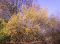  Nature arbres et fleurs de jardin