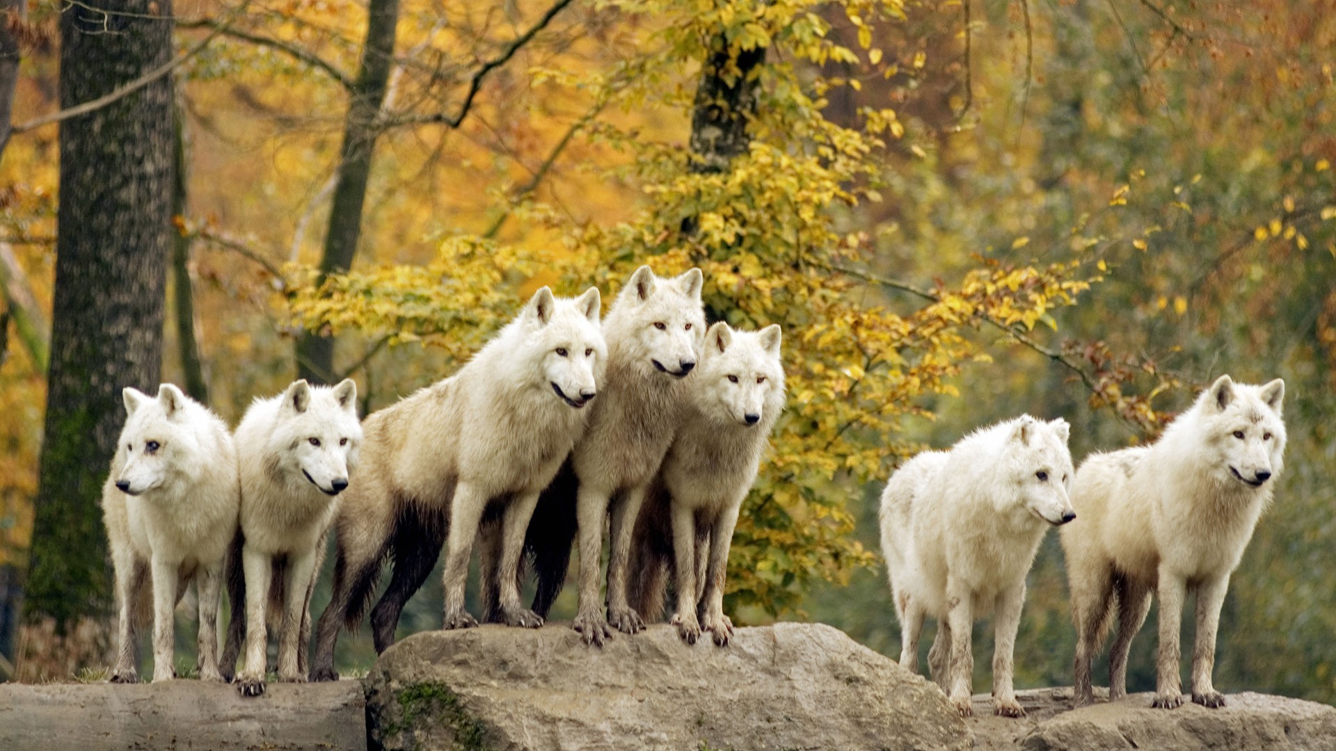 Wallpapers Animals Wolves 