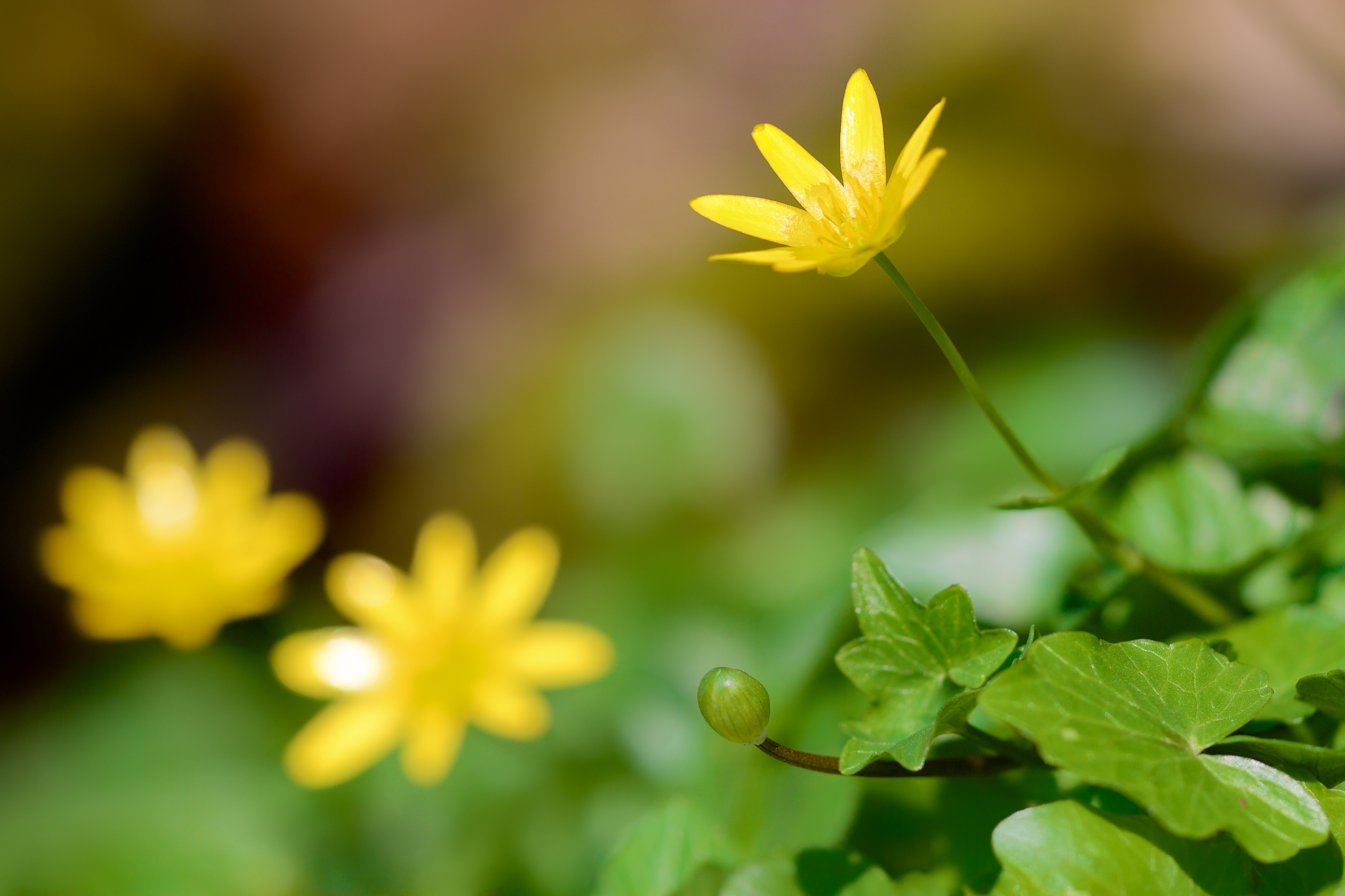 Fonds d'cran Nature Fleurs 