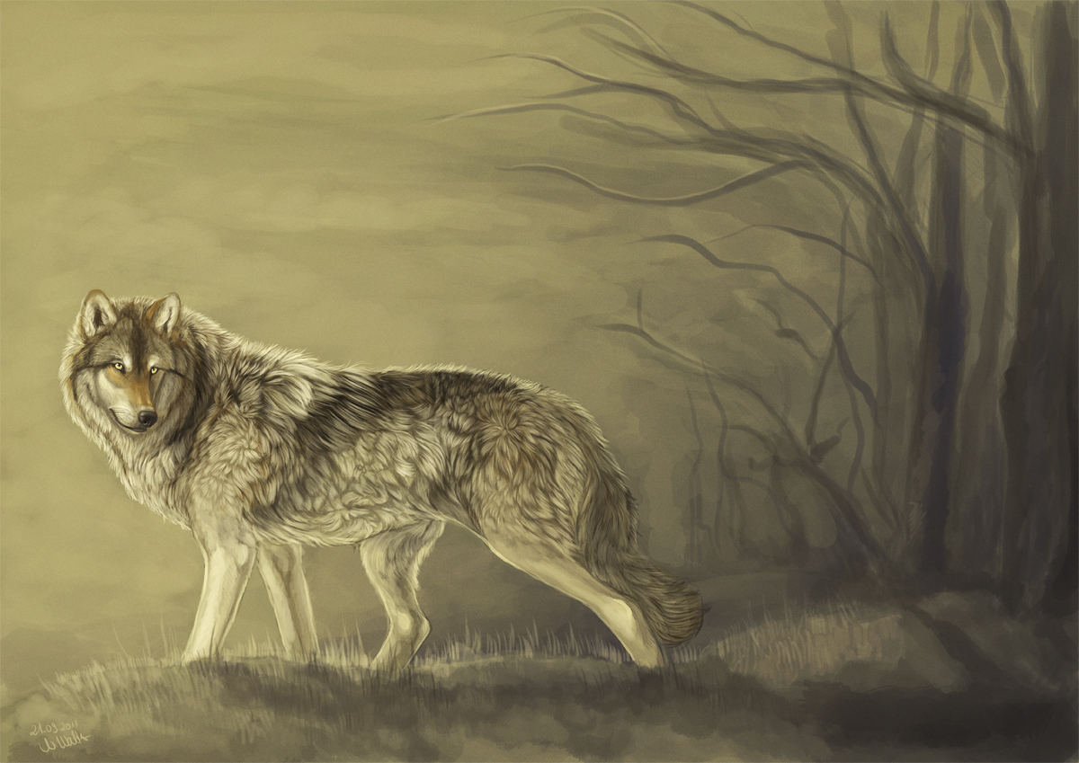 Wallpapers Digital Art Animals Loup