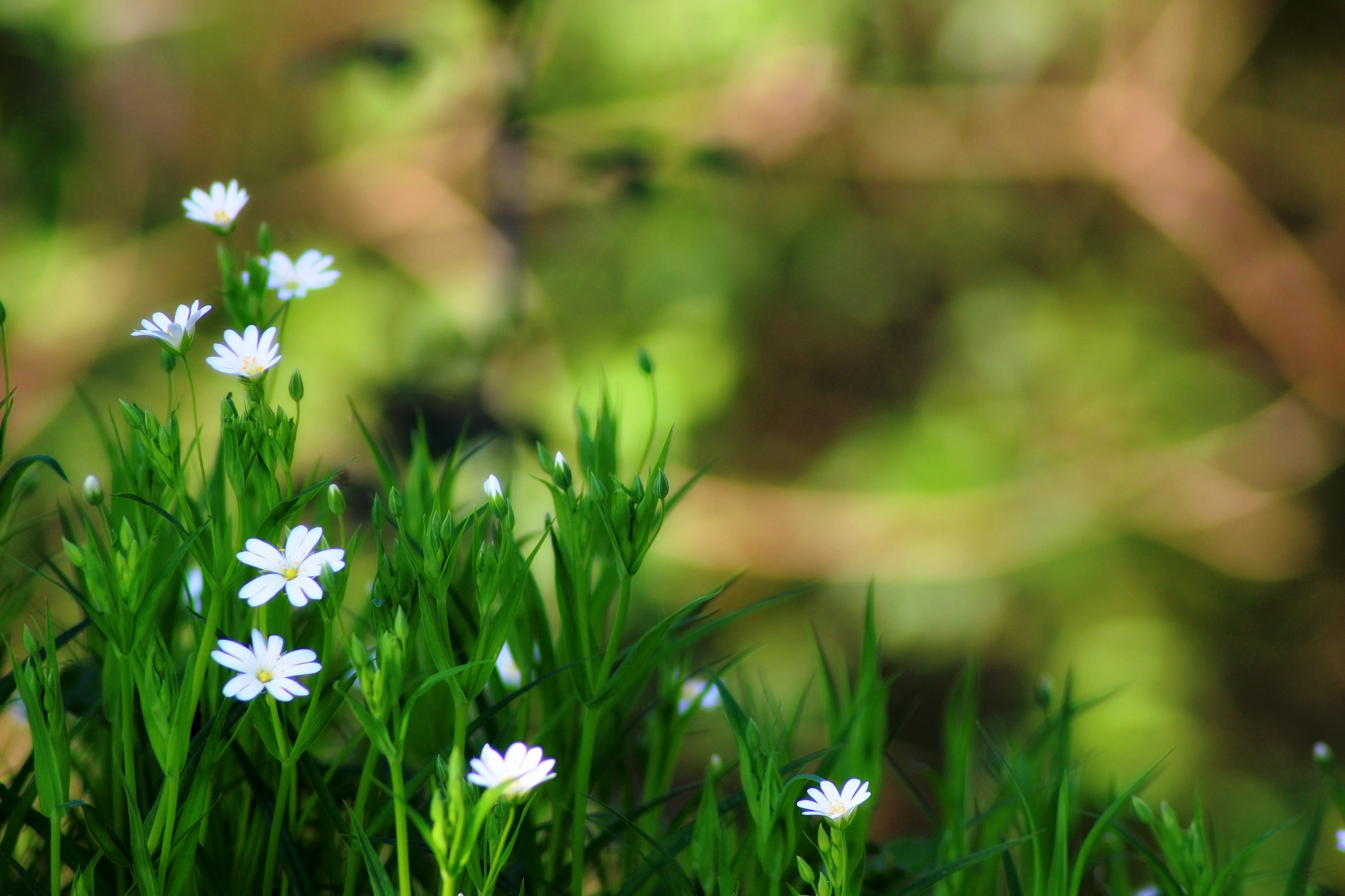 Wallpapers Nature Flowers 