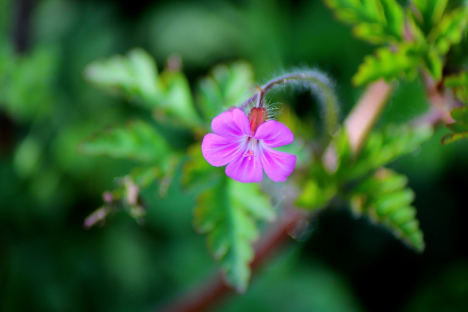 Wallpapers Nature Flowers 