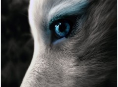  Animals Oeil de Loup