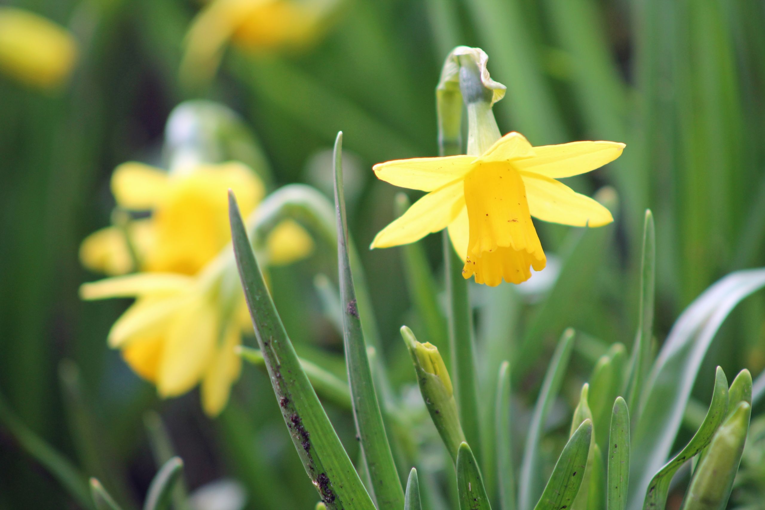 Fonds d'cran Nature Fleurs 