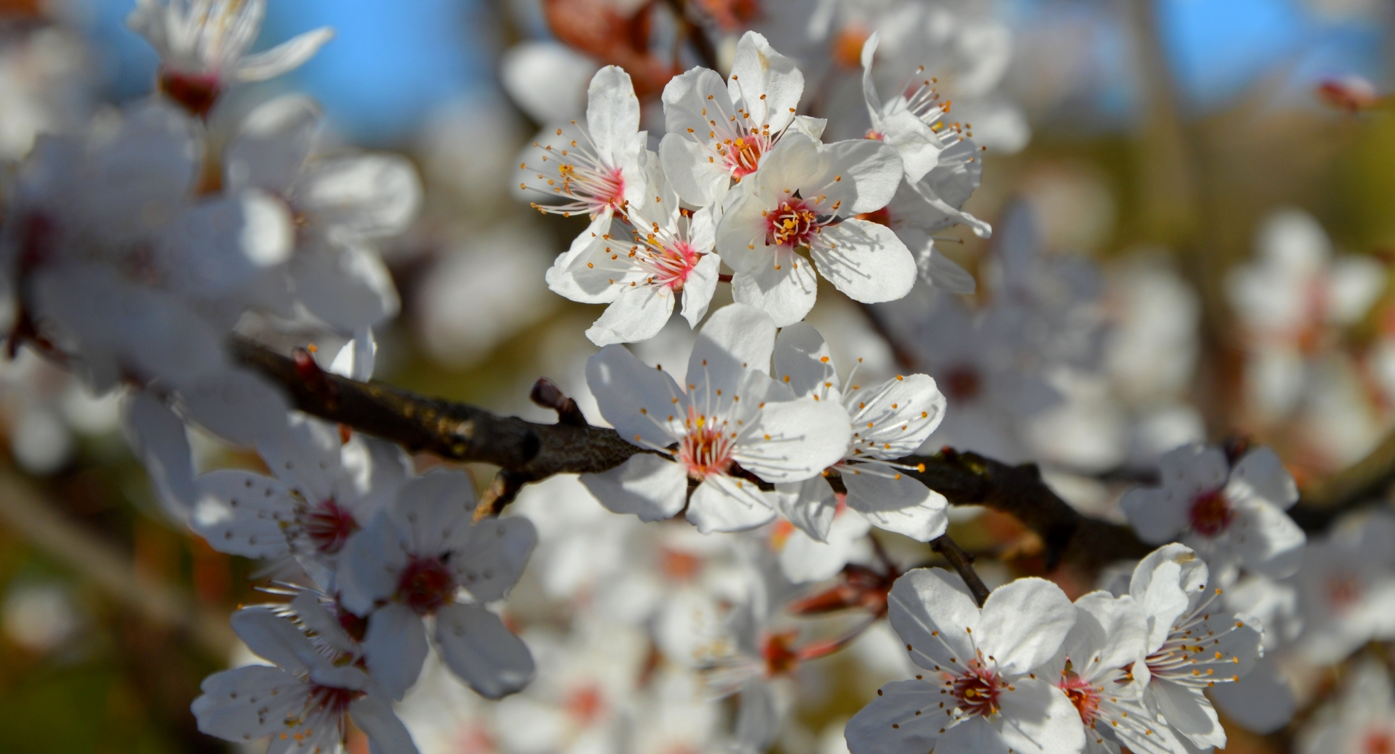 Wallpapers Nature Flowers 