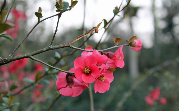 Wallpapers Nature Flowers fleurs