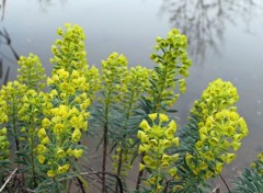  Nature fleurs