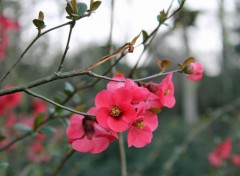  Nature fleurs