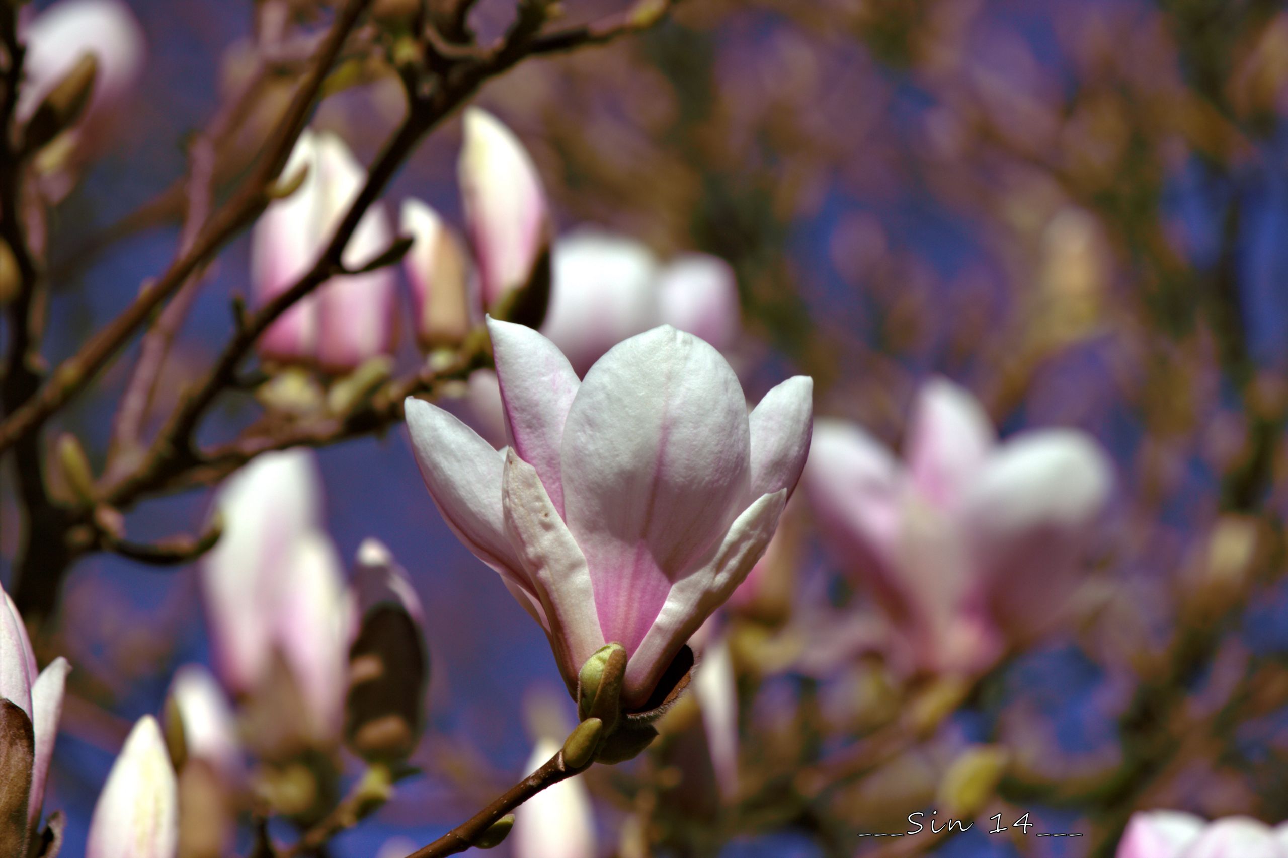 Fonds d'cran Nature Fleurs arbres et fleurs de jardin