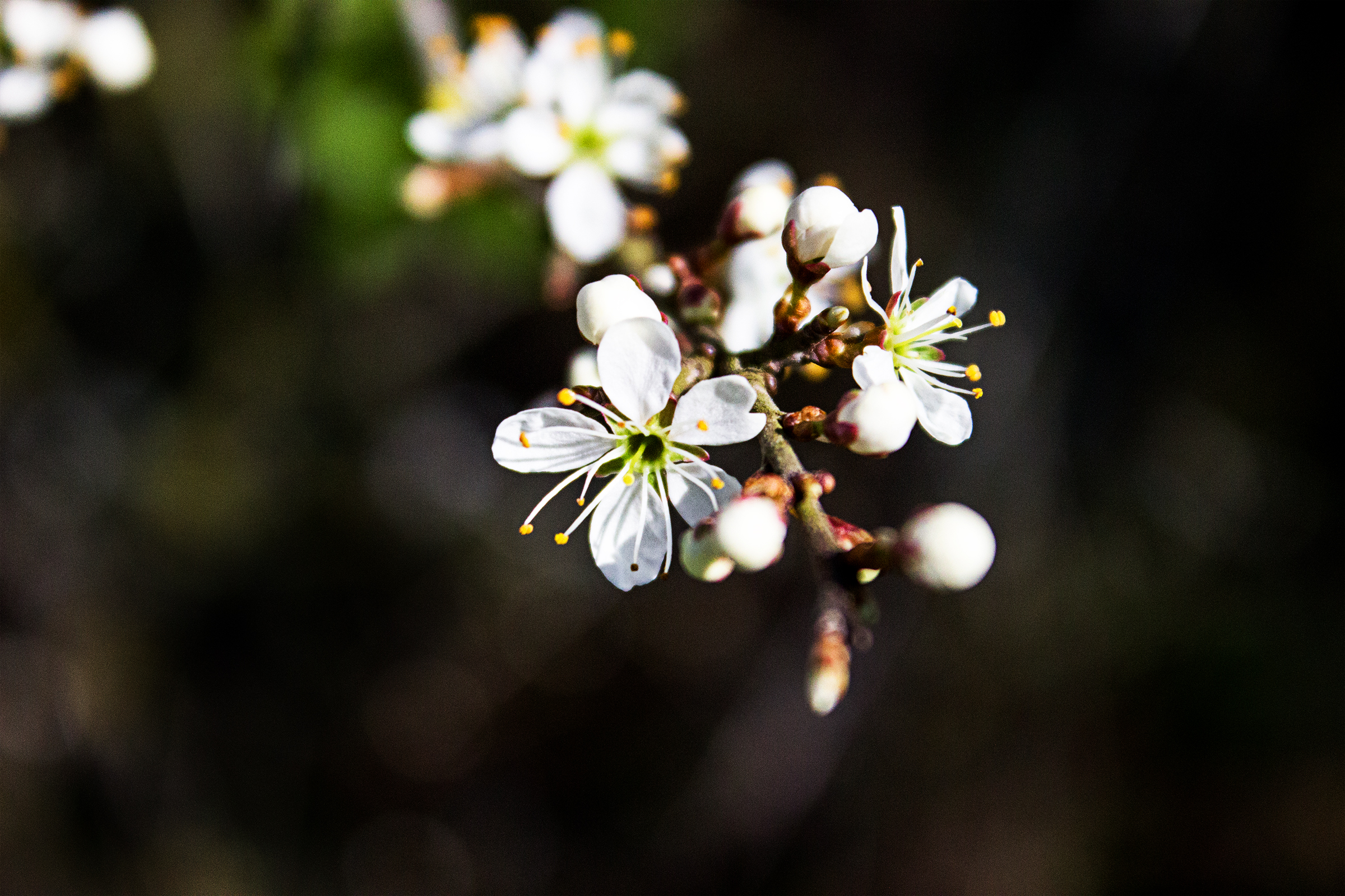 Fonds d'cran Nature Fleurs 