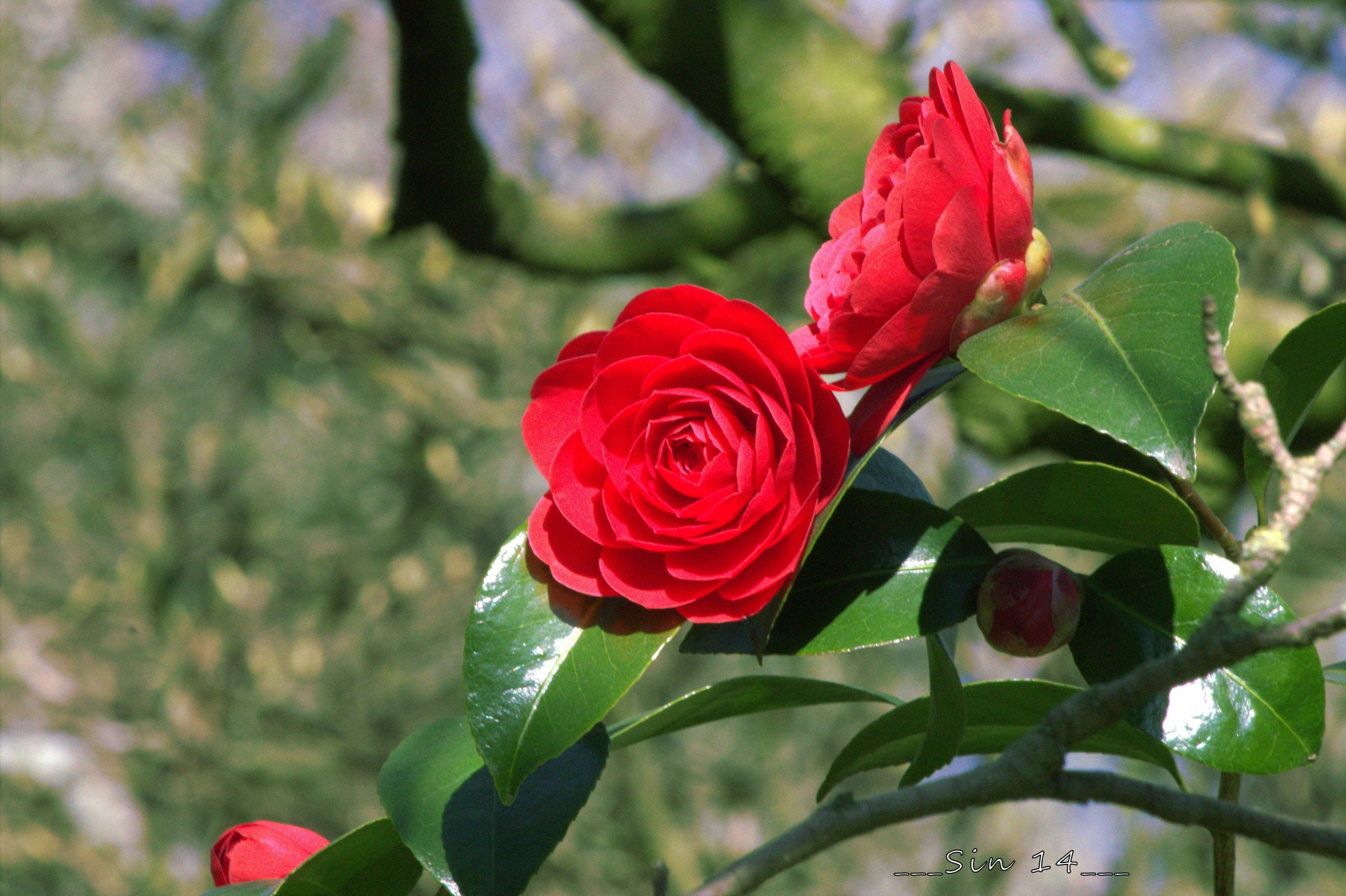 Wallpapers Nature Flowers fleurs de jardin