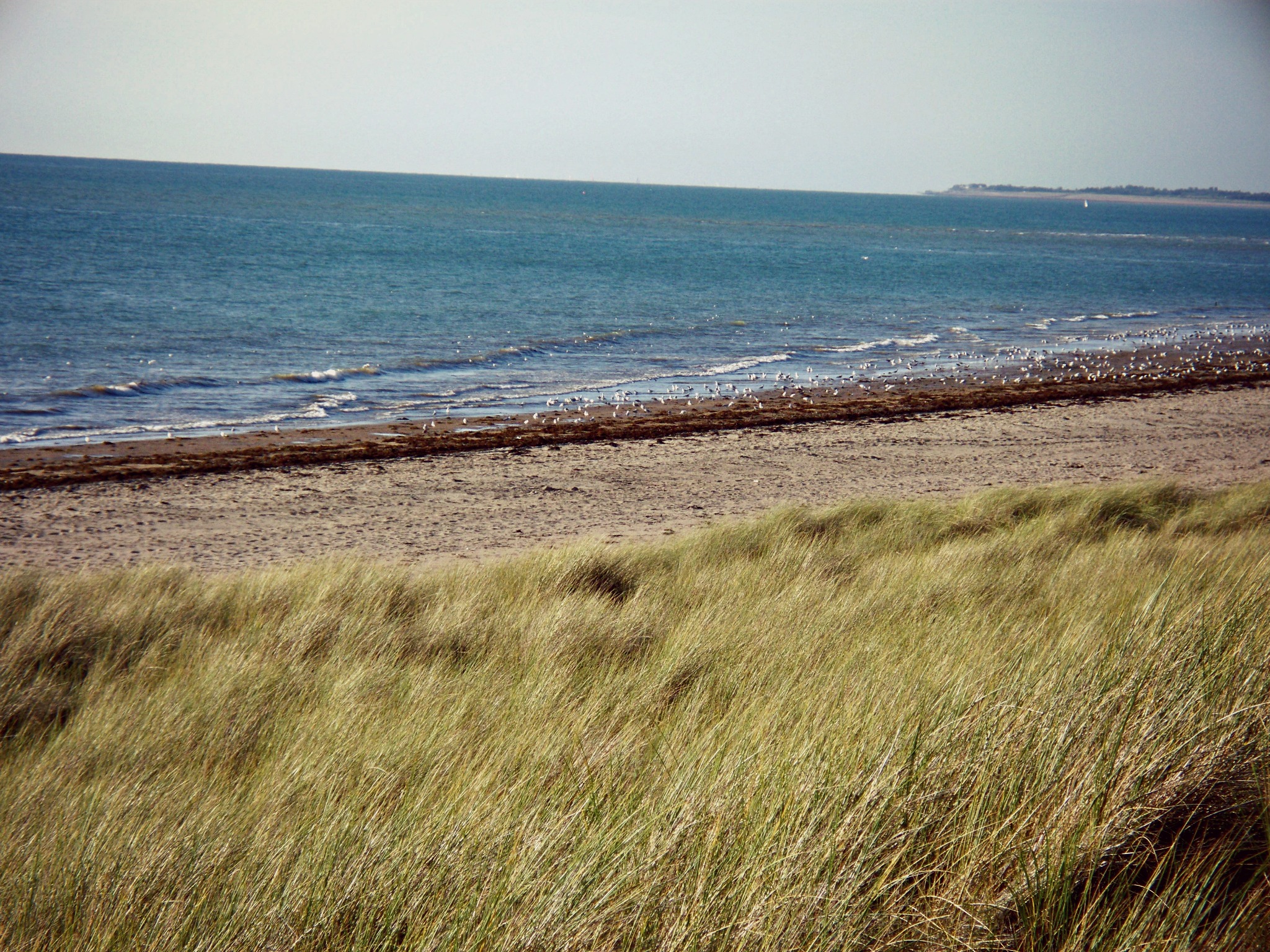 Wallpapers Nature Seas - Oceans - Beaches Plage au vent