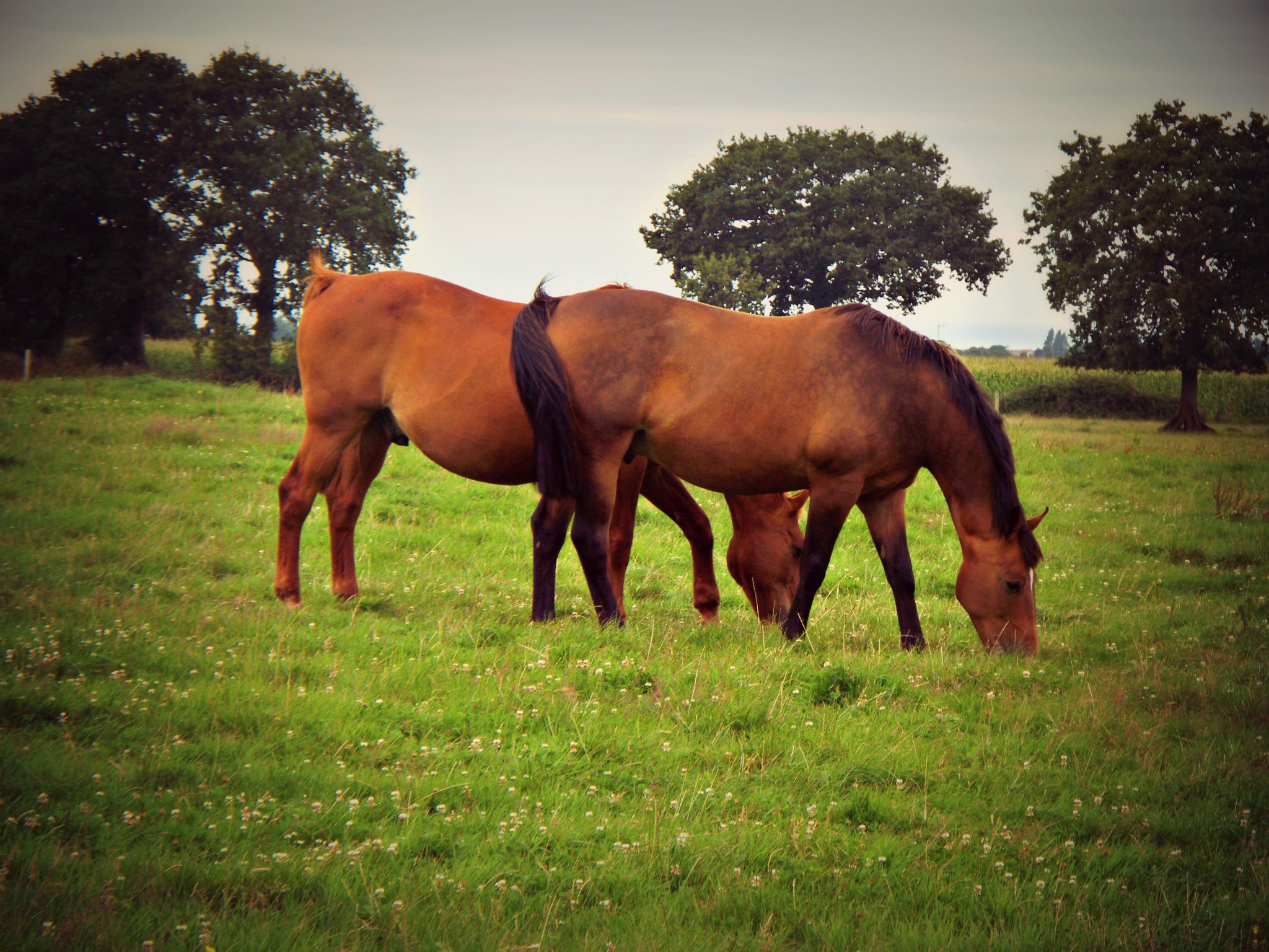 Wallpapers Animals Horses Chevaux