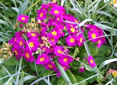  Nature fleurs de jardin