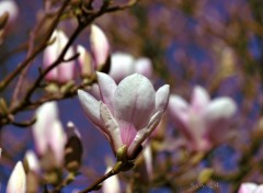  Nature arbres et fleurs de jardin