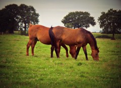  Animaux Chevaux