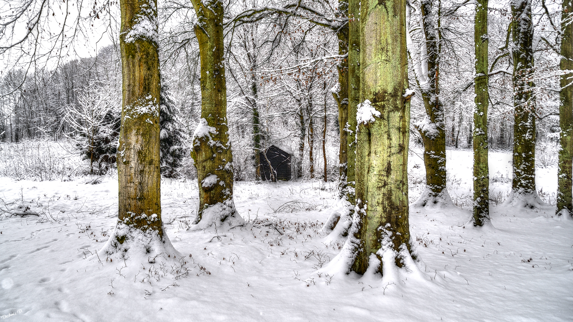 Fonds d'cran Nature Saisons - Hiver Ma cabane au fond du jardin