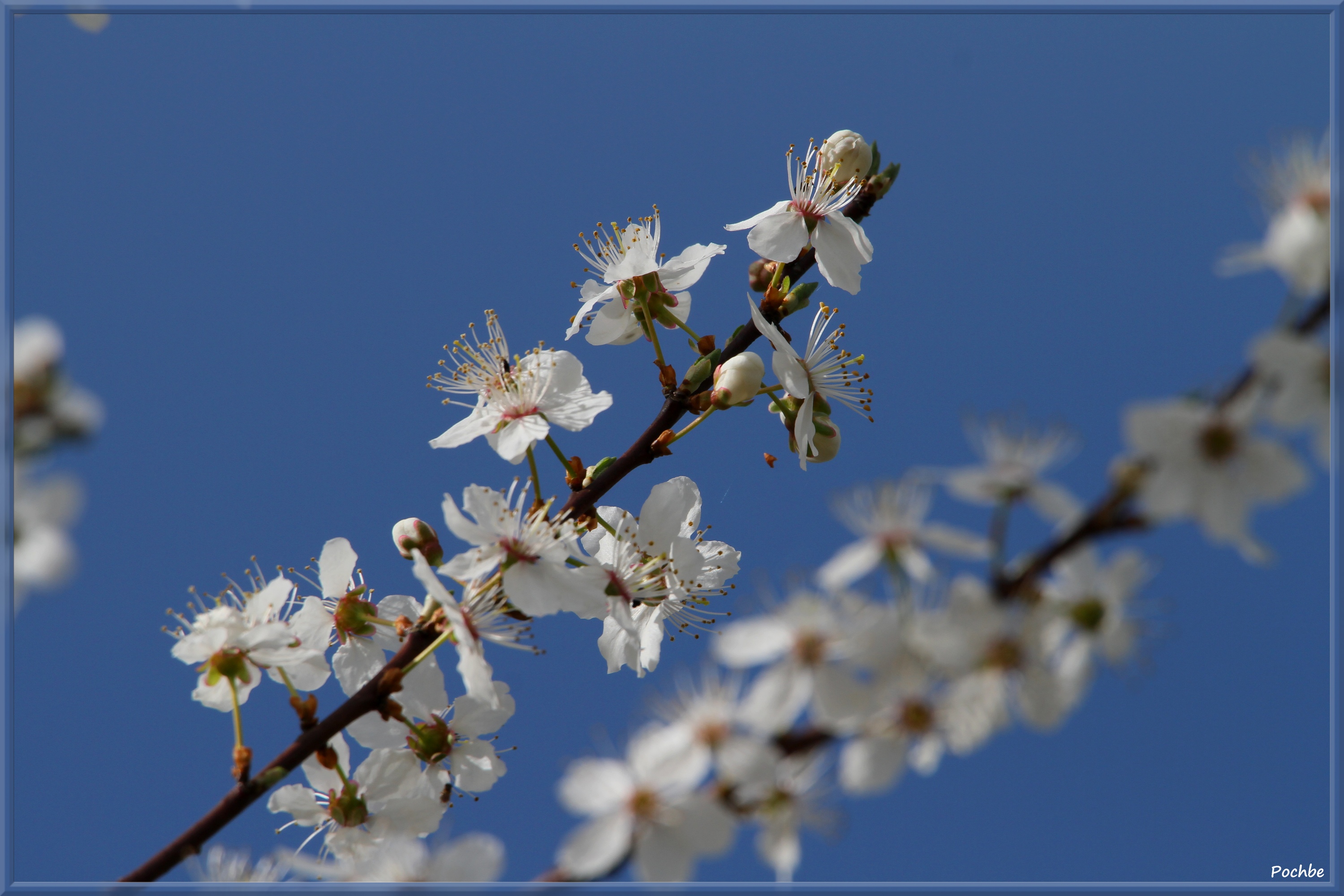 Wallpapers Nature Flowers 