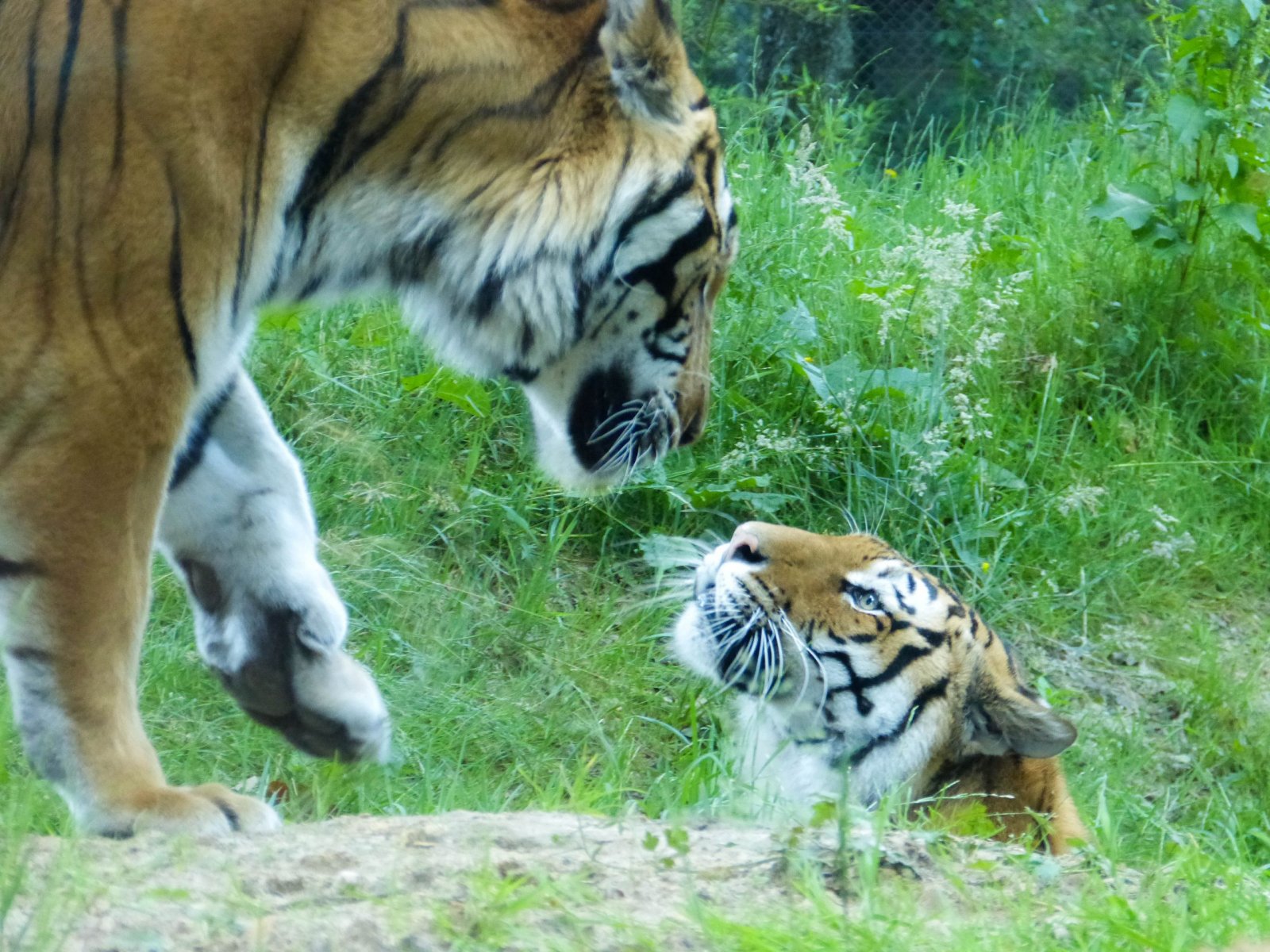 Fonds d'cran Animaux Flins - Tigres Animaux