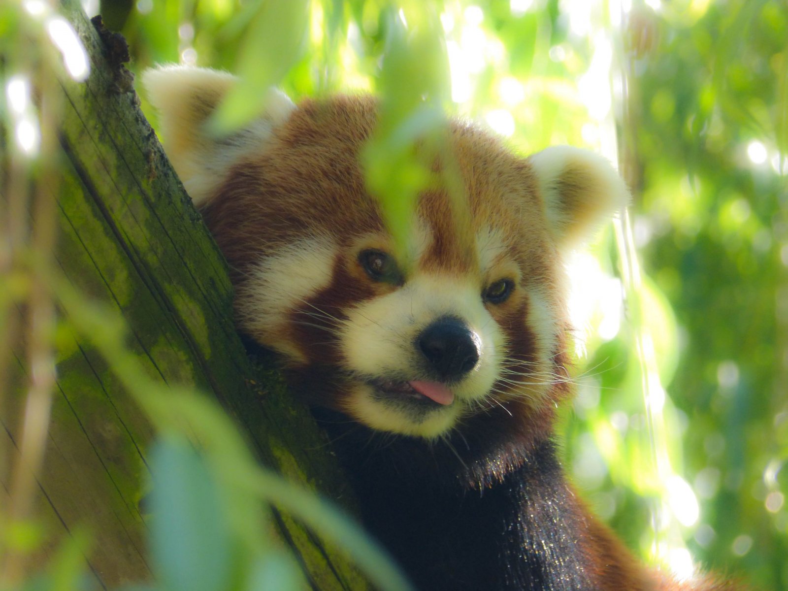 Fonds d'cran Animaux Pandas roux Animaux